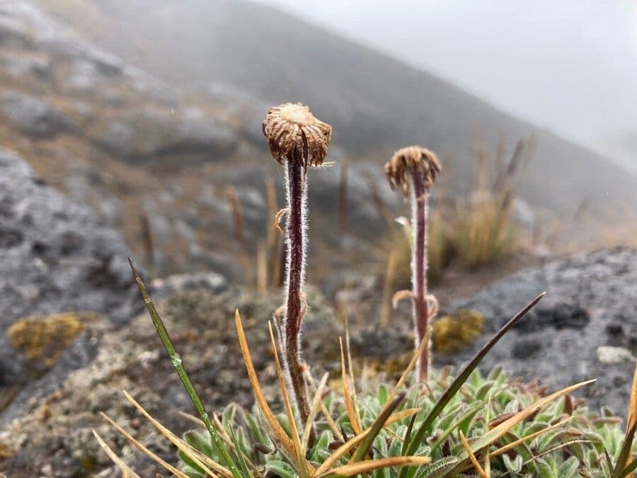 Erigeron 4