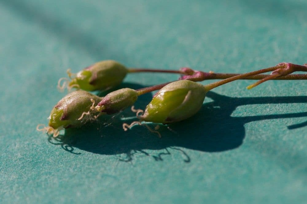Silene otite 3