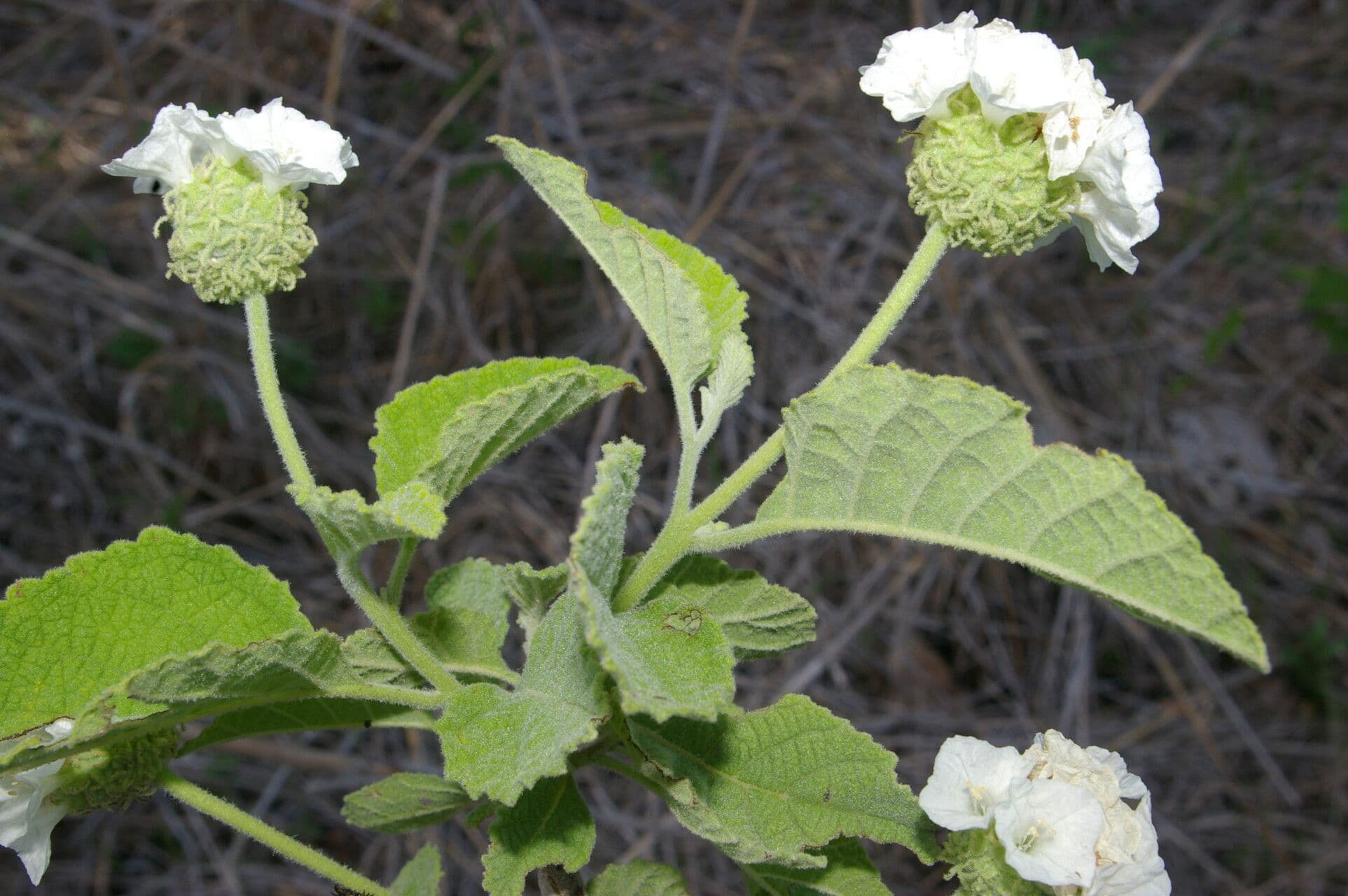 Varronia 3
