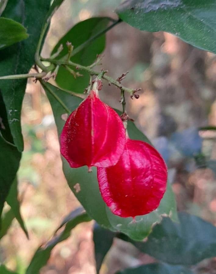 Paullinia meliifolia 2