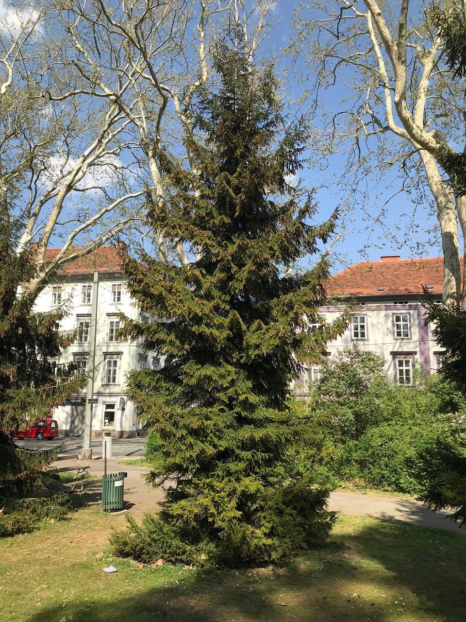 Épicéa du Caucase 11