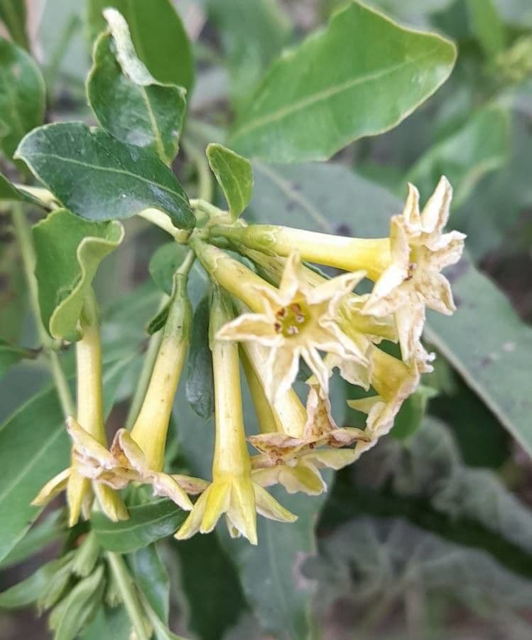Cestrum 2
