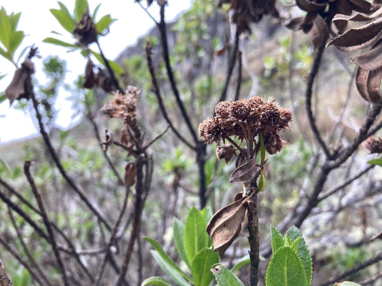Plum-leaved Baccharis