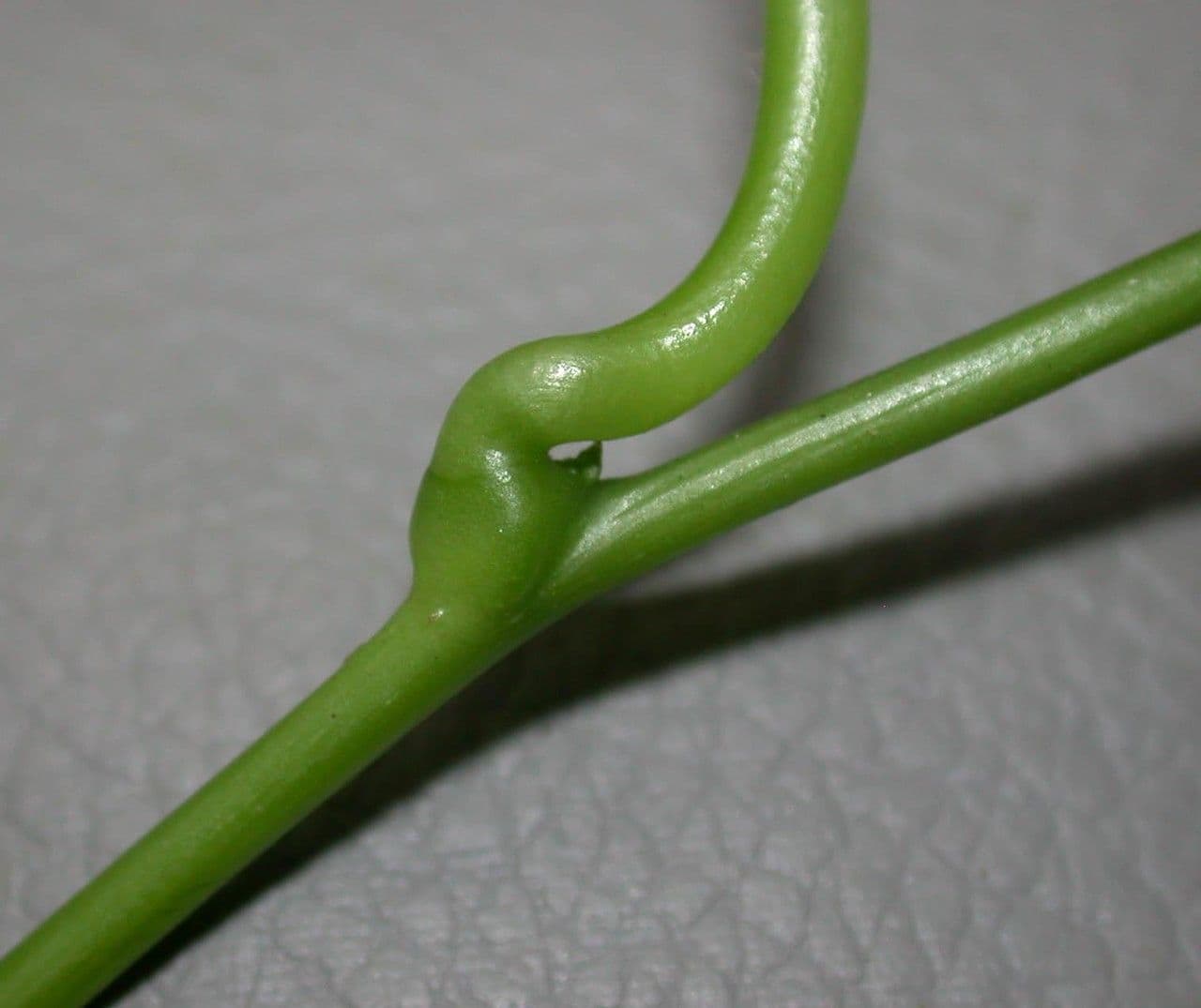 Disciphania Ernsta 2