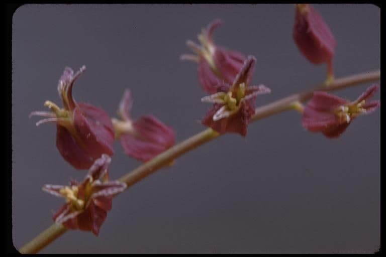 Streptanthus 6