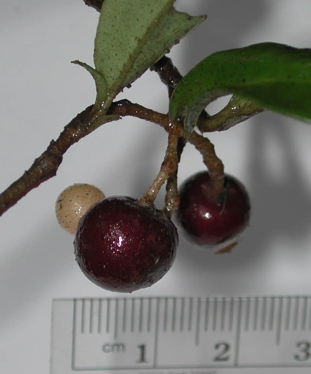 Hymenandra