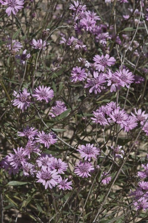 Othake Palafoxia 6