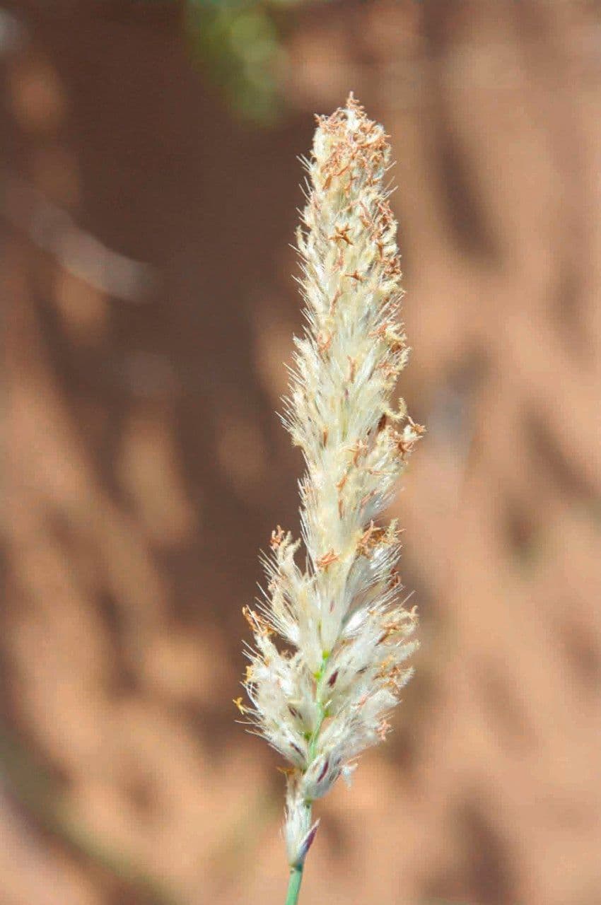 Cenchrus divisus 4