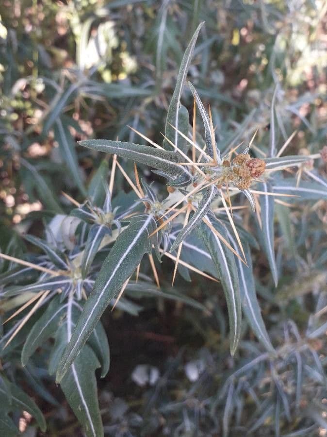 Lappola spinosa 8