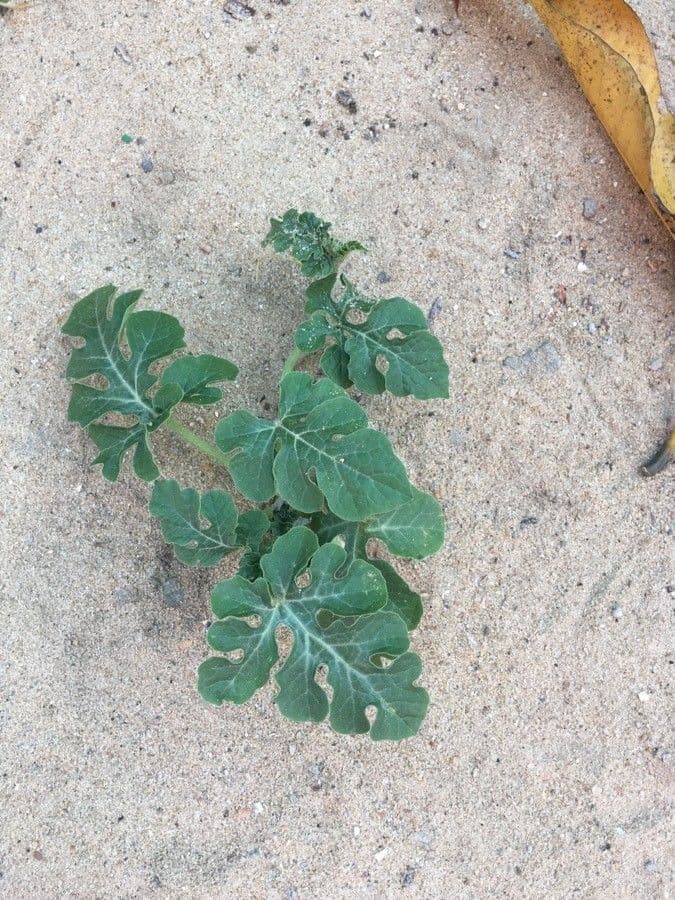 Anguria 19