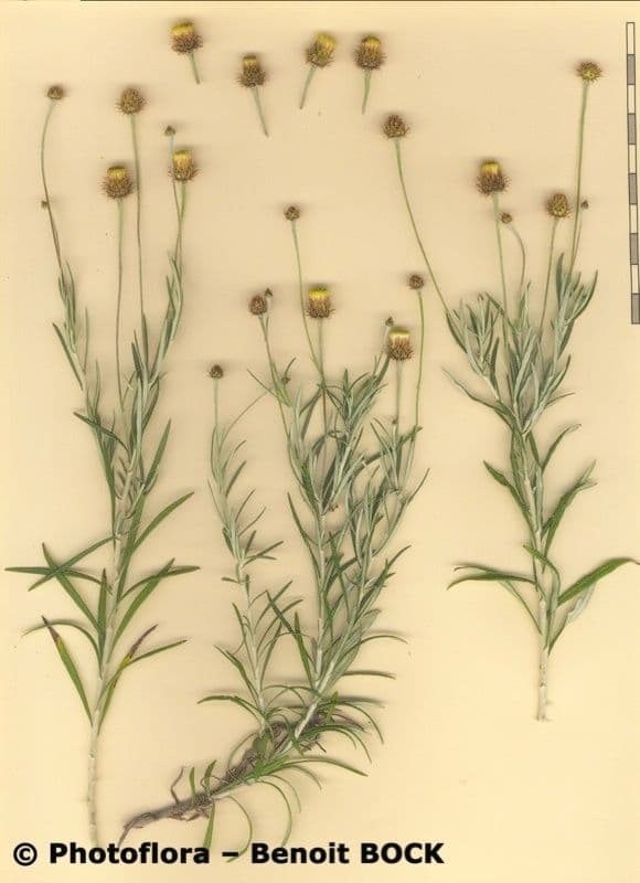 Felsen-Steinimmortelle 27