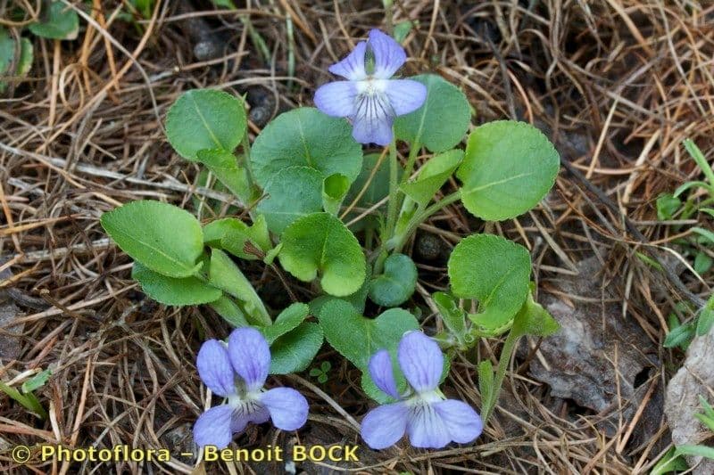 Viola dei colli 6