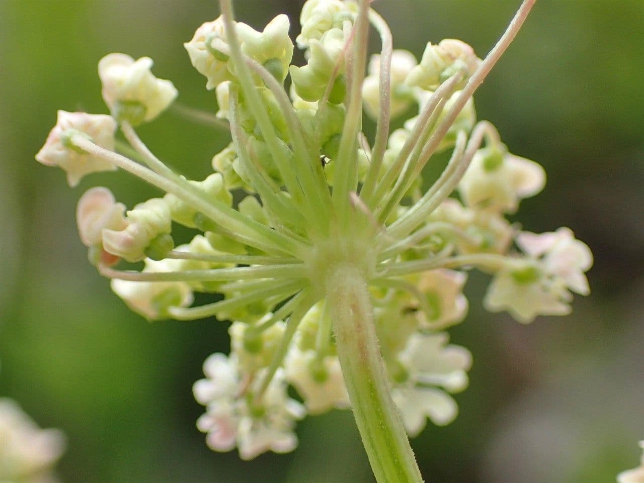 Meduňka lékařská 4