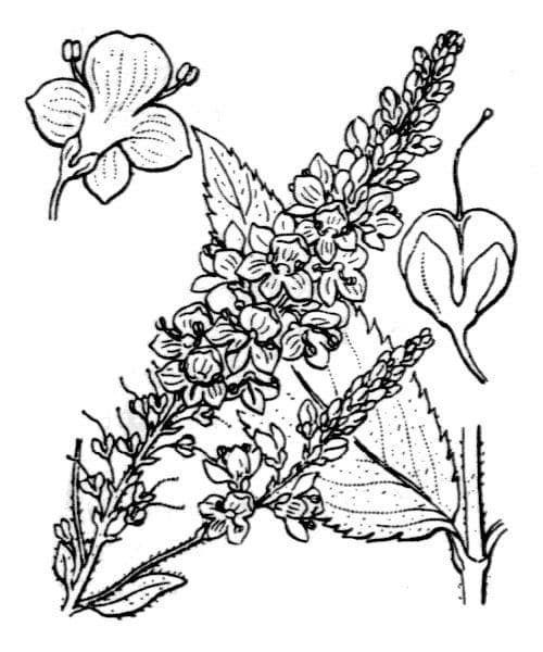 Verónica de hoja larga 30