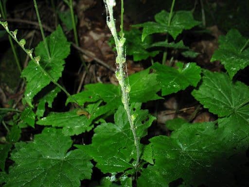 Mitella diphylla 18