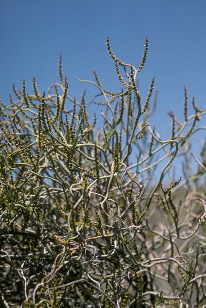 Spegazziniophytum 3