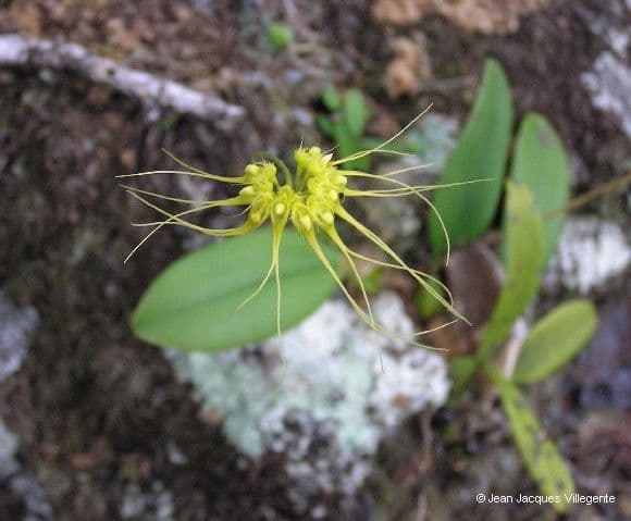 Bulbophyllum 7