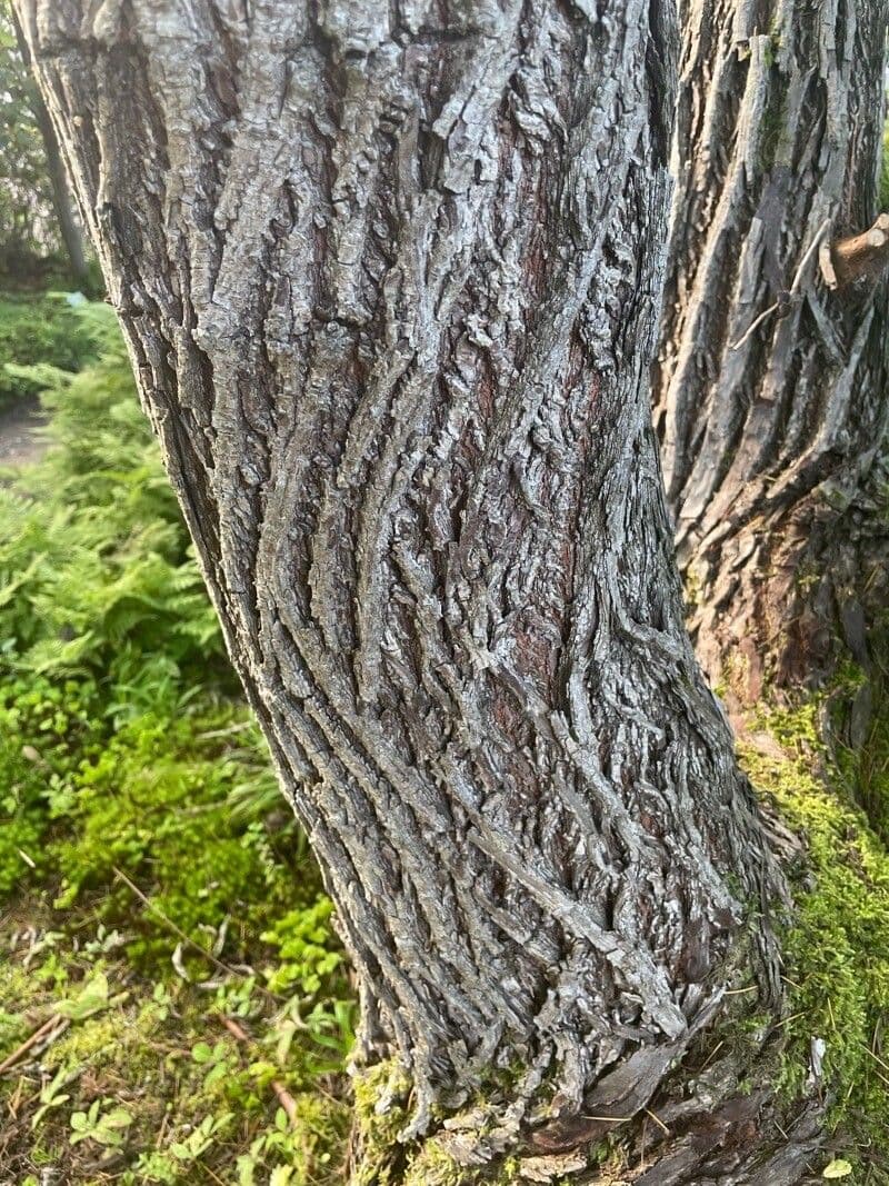 Hemiptelea davidii 15