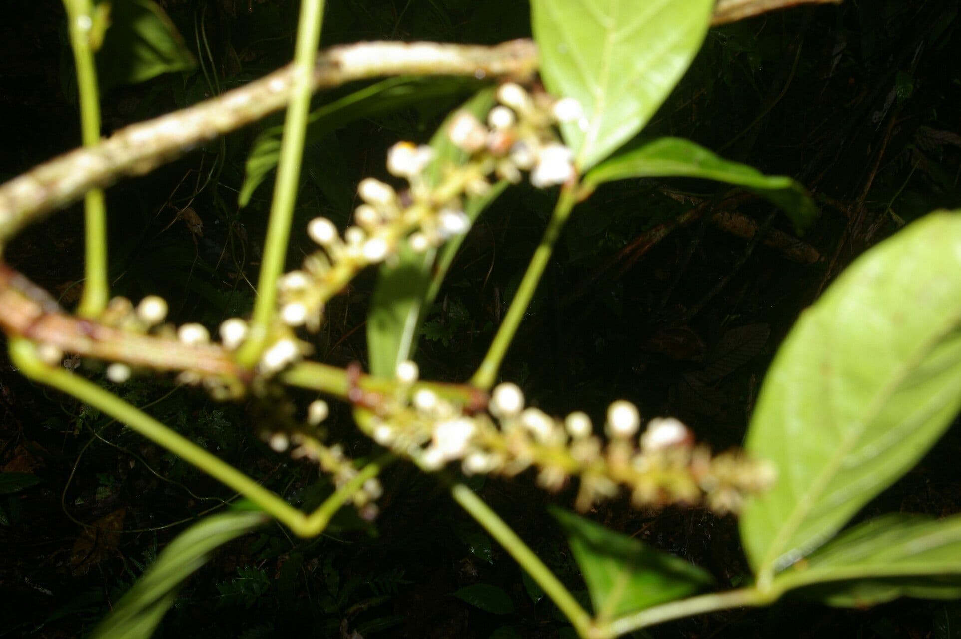 Paullinia pinnata 2