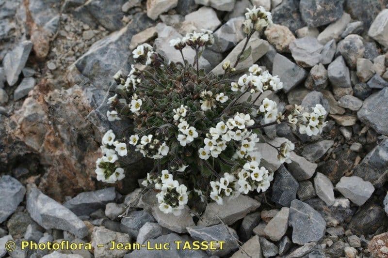 Draba douteuse 11