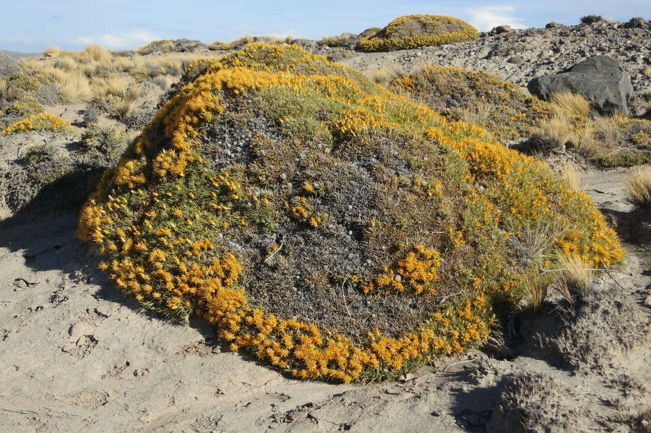 Chuquiraga 5