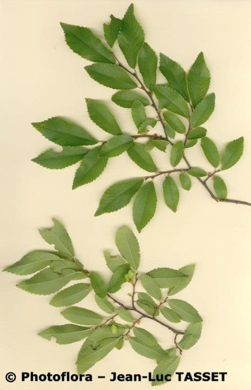Olmo siberiano 28