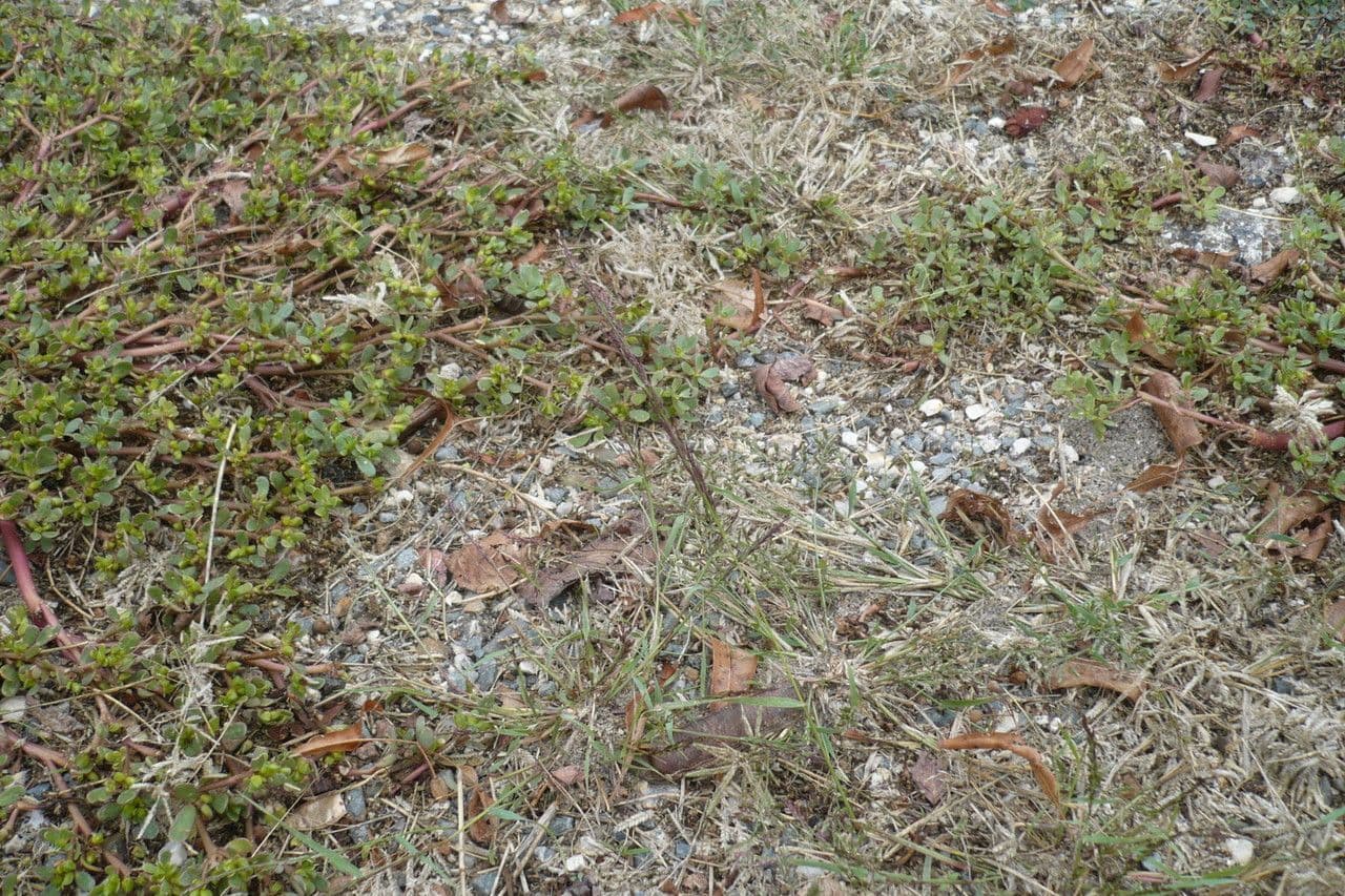 Eragrostis multicaulis