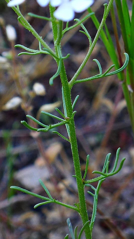 Iberis pinnata 27