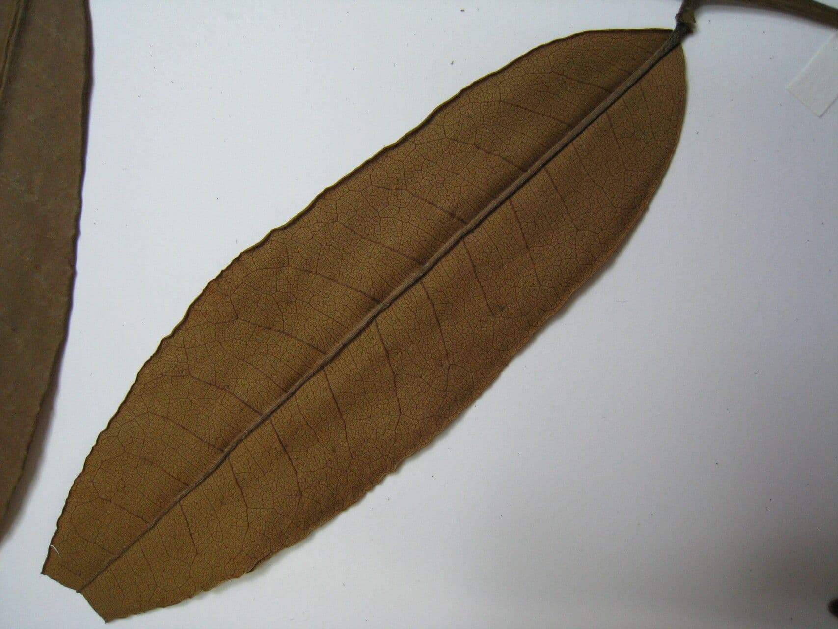 Trichilia 2