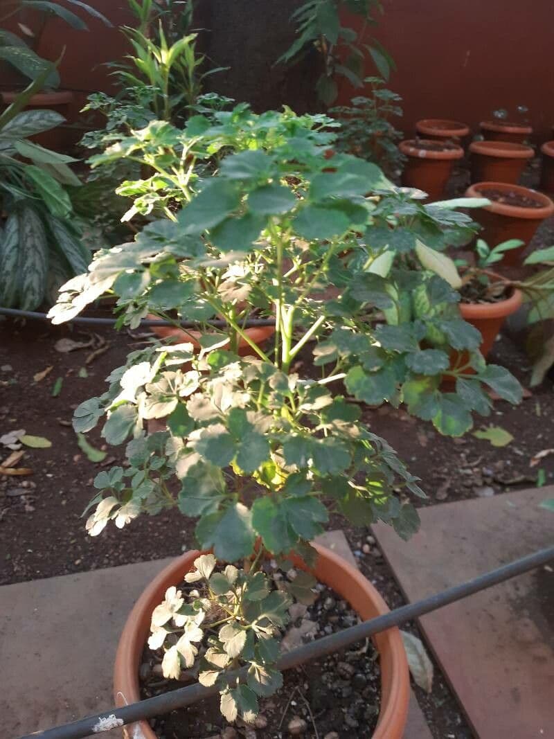Polyscias guilfoylei 5