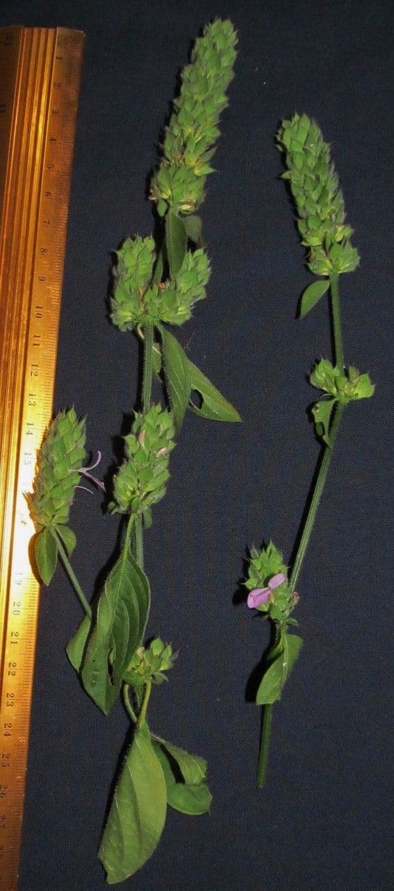 Dicliptera 4