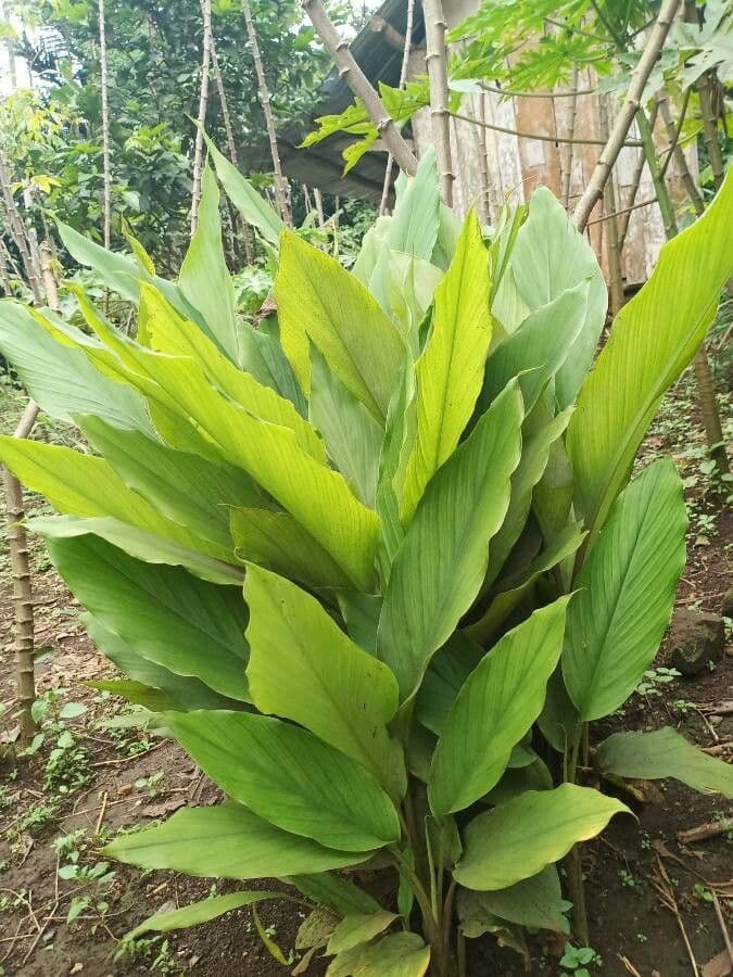 Curcuma 7