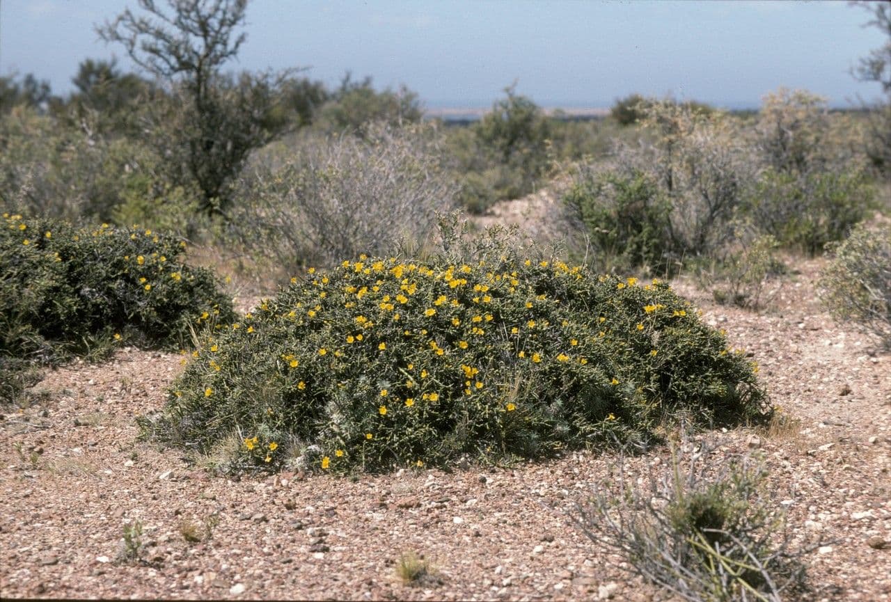 Menodora 3