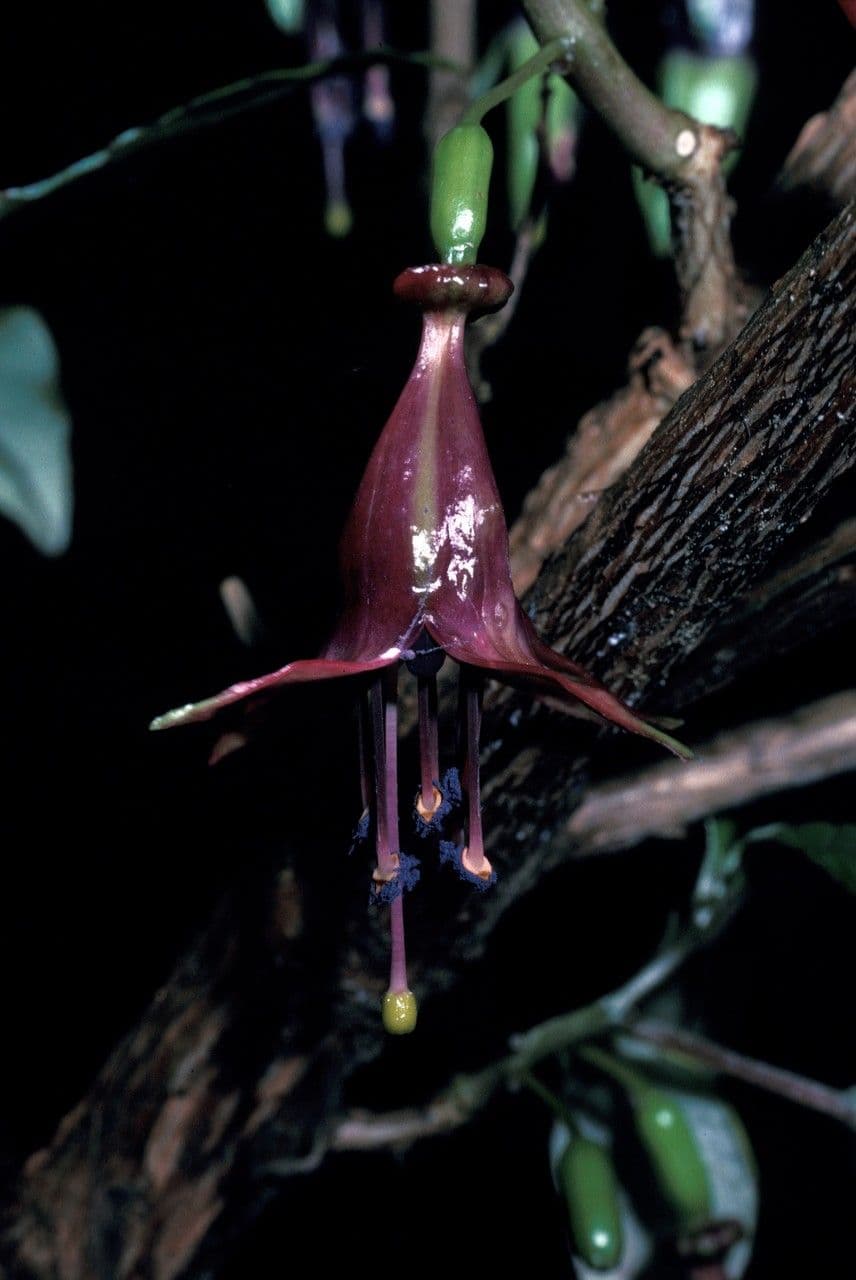 Fuchsie