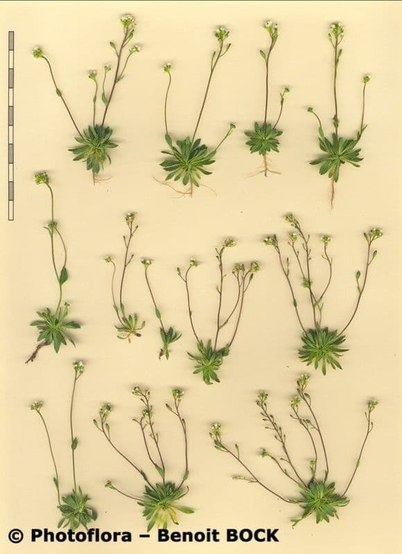 Draba 22