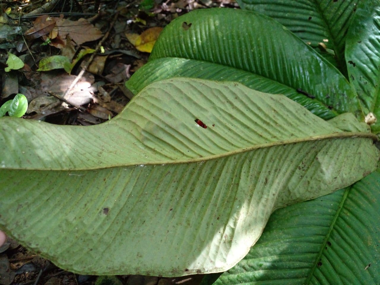 Ardisia 16