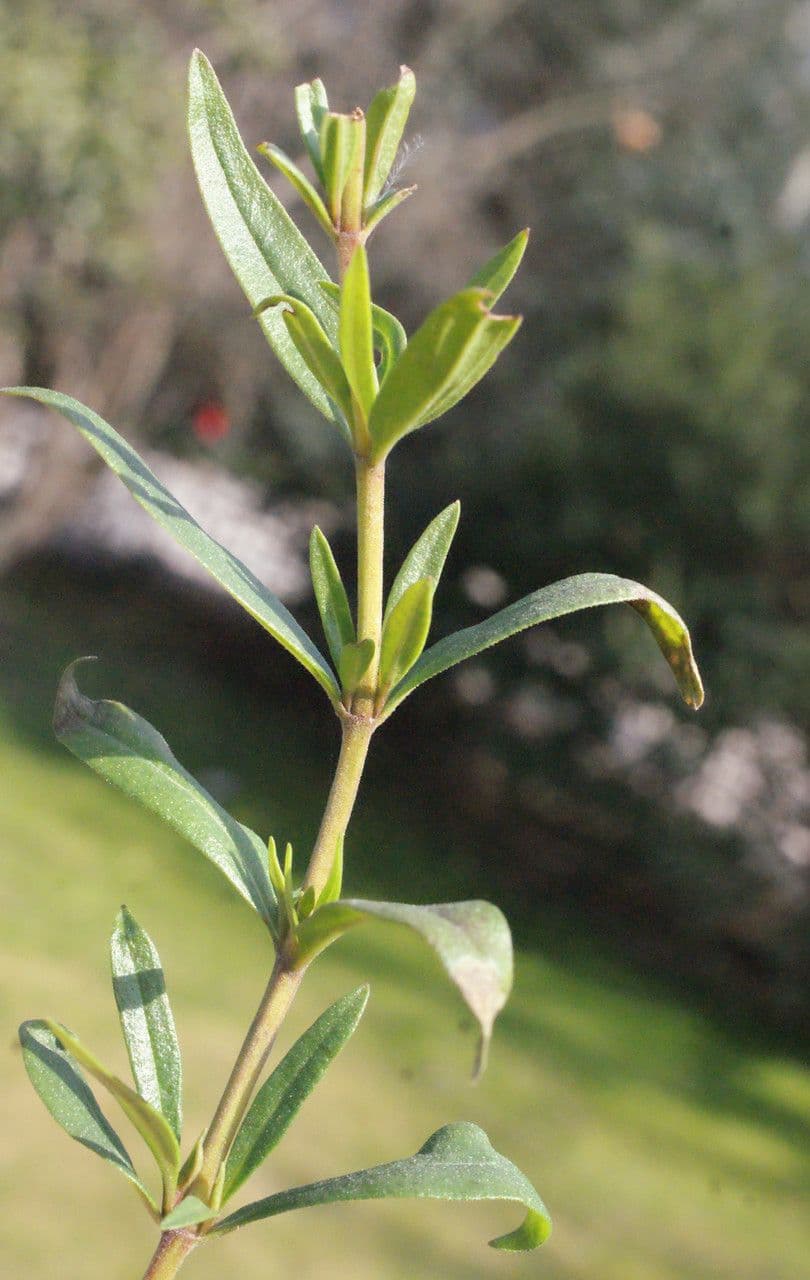 Issopo 29