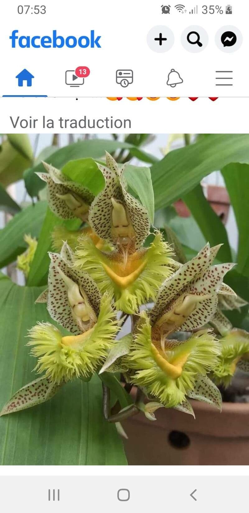 Orchidea střapkatá 9