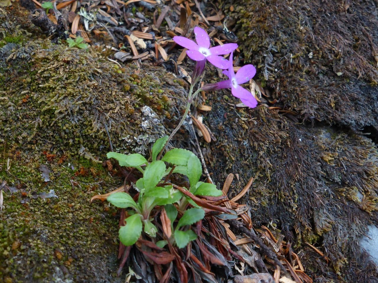 Primula 3