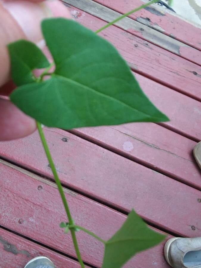 Ipomoea lacunosa 14