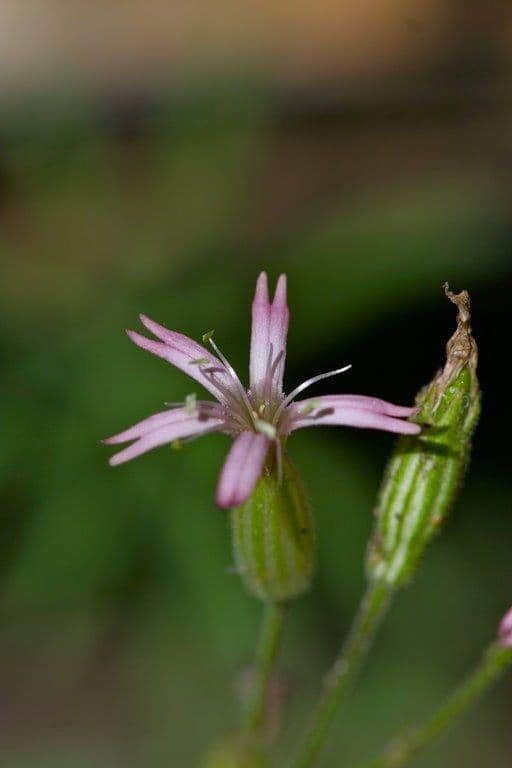Silene 3