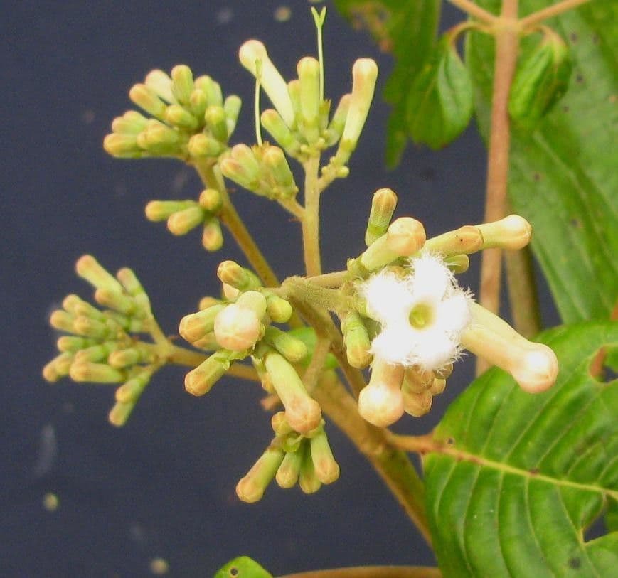 Chinarindenbaum 14