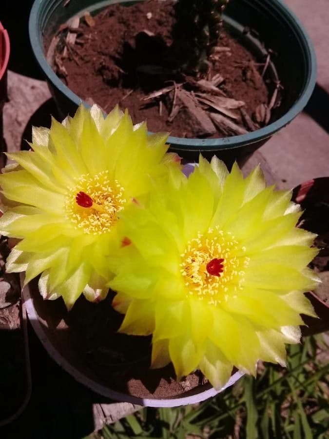 Cactus barile di Leconte 7