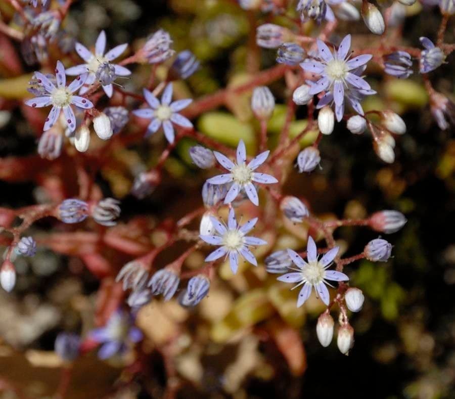 Borracina cerulea 5