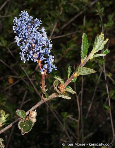 Ceanothus plstnatý 9