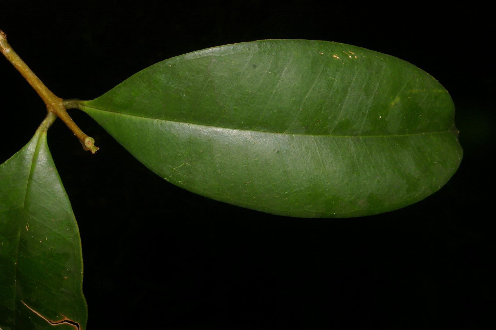 Eugenia