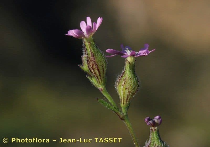 Silene 5