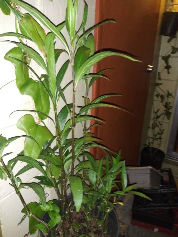 Gendarussa 15