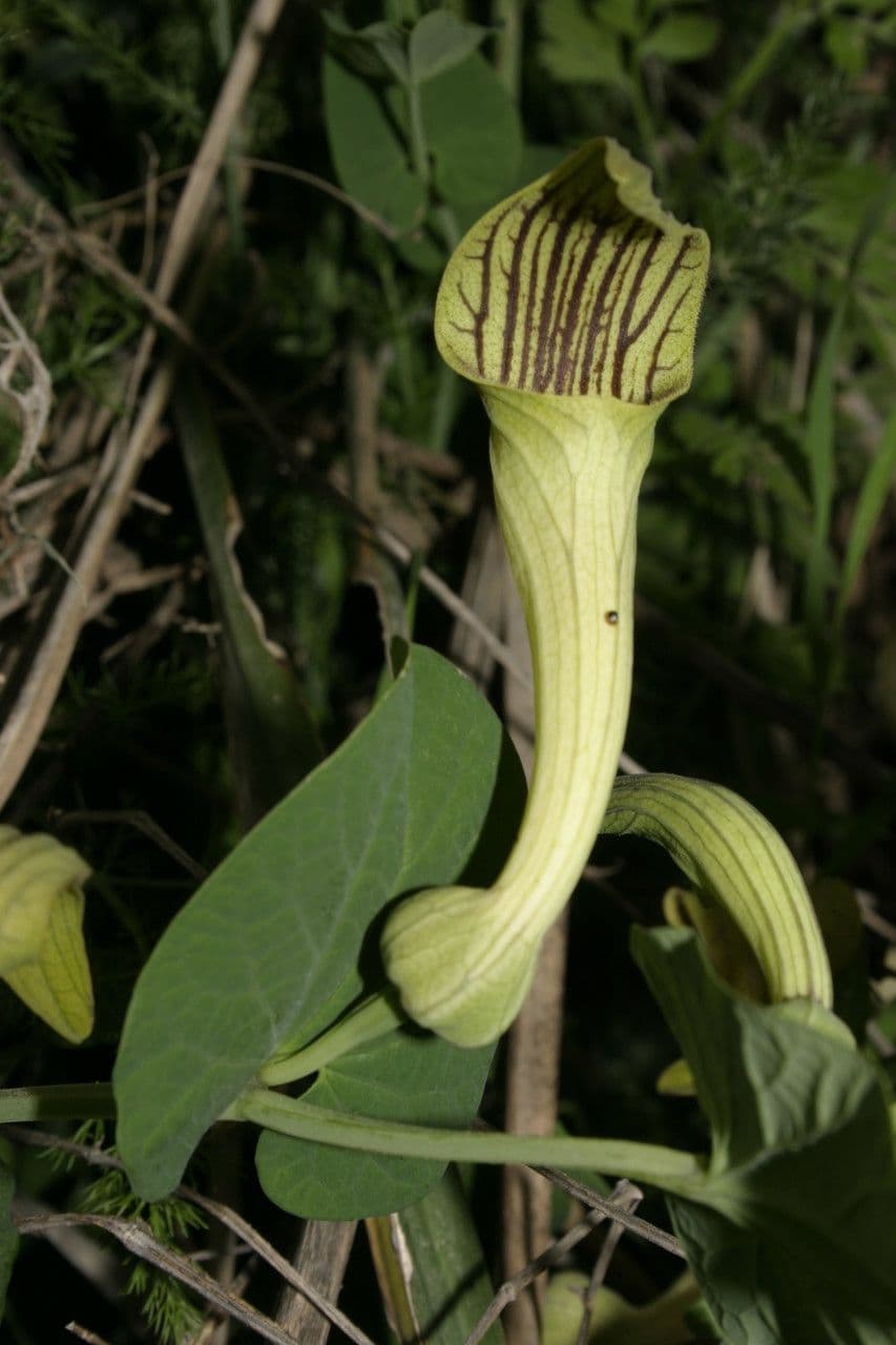 Pipek fontanesa 4
