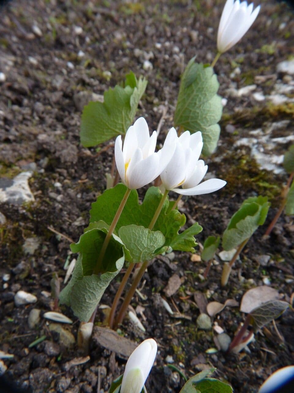 Sanguinaria 25